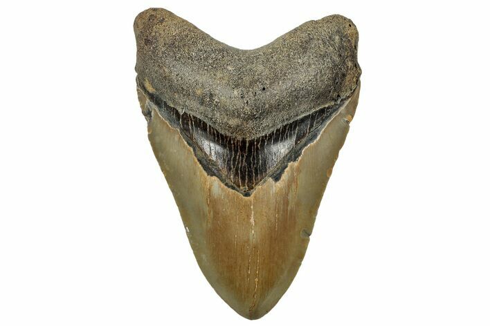 Fossil Megalodon Tooth - North Carolina #328842